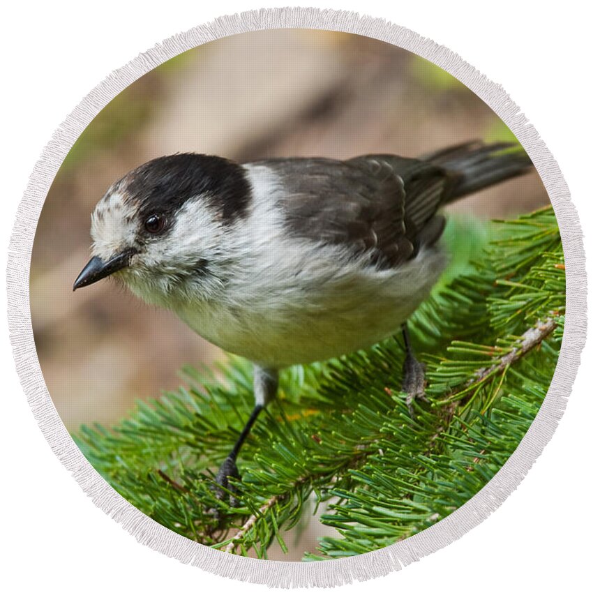 Animal Round Beach Towel featuring the photograph Gray Jay on Fir Tree by Jeff Goulden
