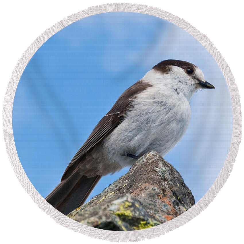 Animal Round Beach Towel featuring the photograph Gray Jay With Blue Sky Background by Jeff Goulden