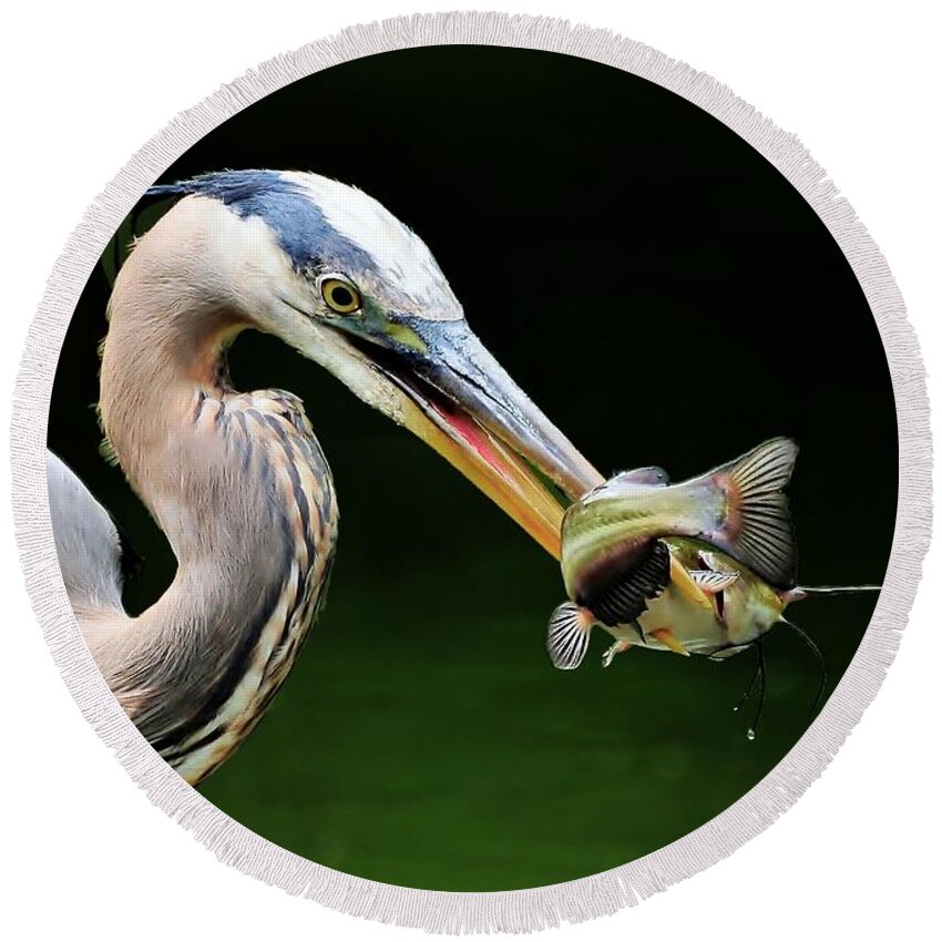 Heron Round Beach Towel featuring the photograph Great Blue Heron And The Catfish by Kathy Baccari