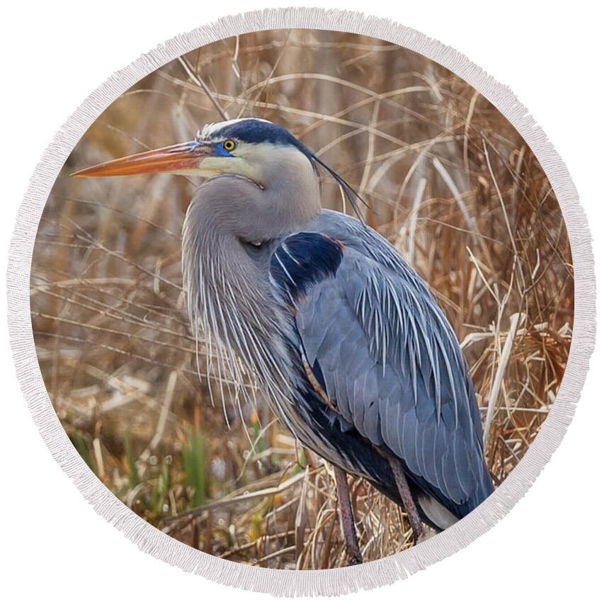 Heron Round Beach Towel featuring the photograph Great Blue Heron by Bill Wakeley