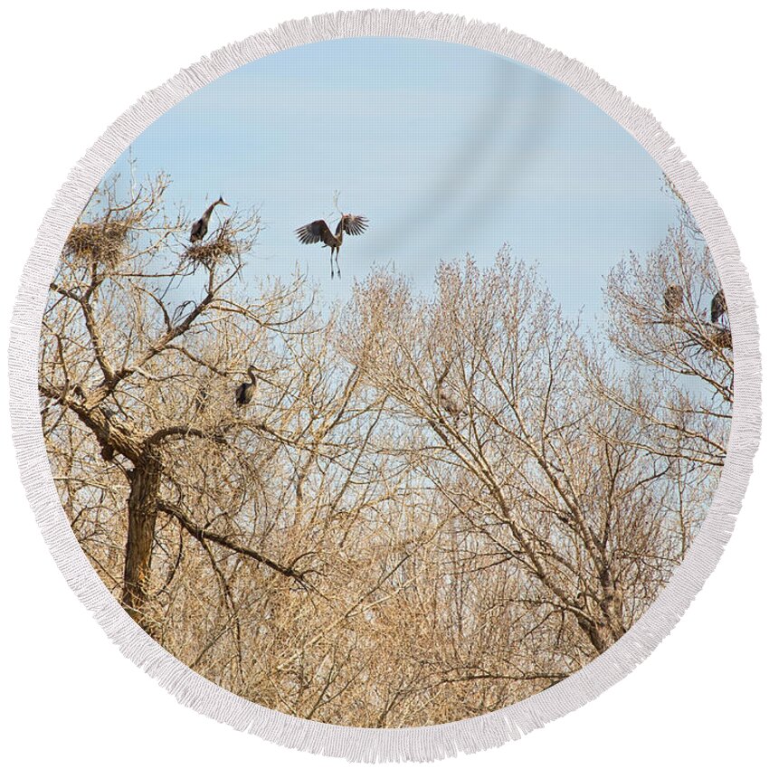 Great Blue Heron Round Beach Towel featuring the photograph Great Blue Heron Nest Building 1 by James BO Insogna