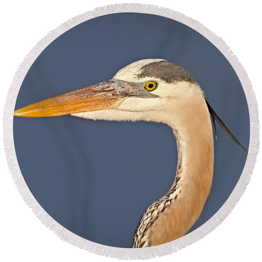 Bird Round Beach Towel featuring the photograph Great Blue Heron Portrait by Susan Candelario