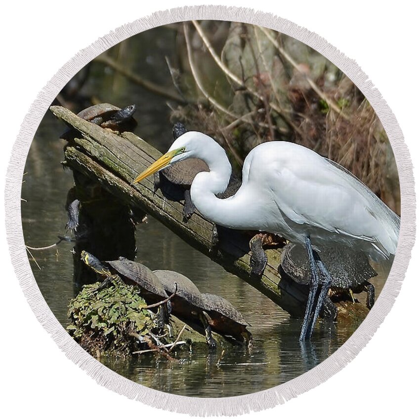 Egret Round Beach Towel featuring the photograph Great Egret In The Swamps by Kathy Baccari