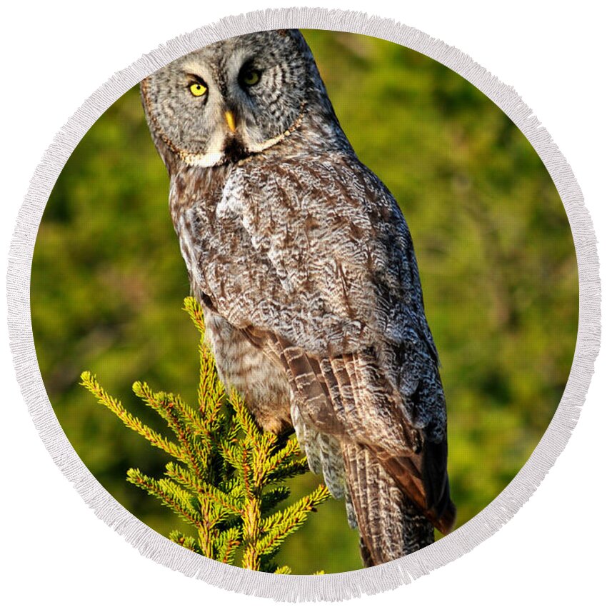Great Grey Owl Round Beach Towel featuring the photograph Great Grey Owl by Vivian Christopher