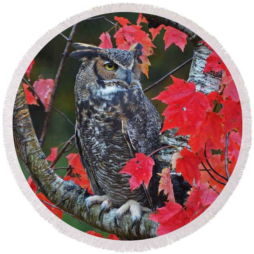 Bird Round Beach Towel featuring the photograph Great Horned Owl by Rodney Campbell