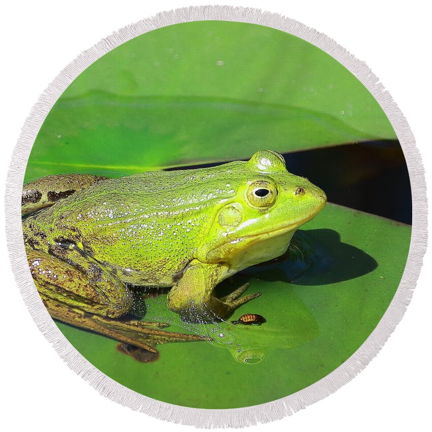 Frogs Round Beach Towel featuring the photograph Green Frog by Amanda Mohler