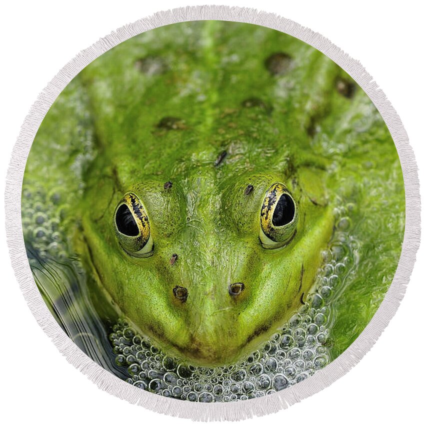 Frog Round Beach Towel featuring the photograph Green Frog by Matthias Hauser
