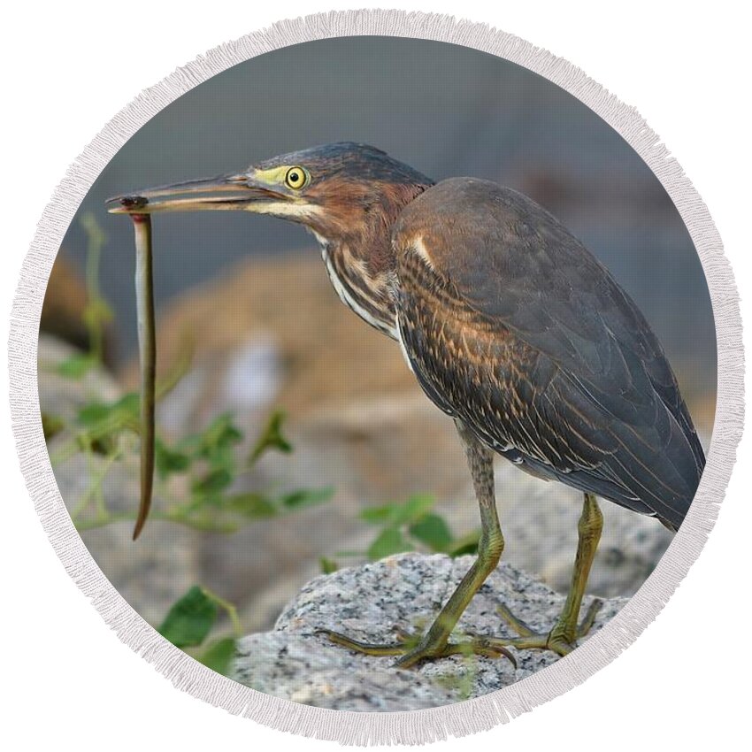 Heron Round Beach Towel featuring the photograph Green Heron With An Eel Breakfast by Kathy Baccari
