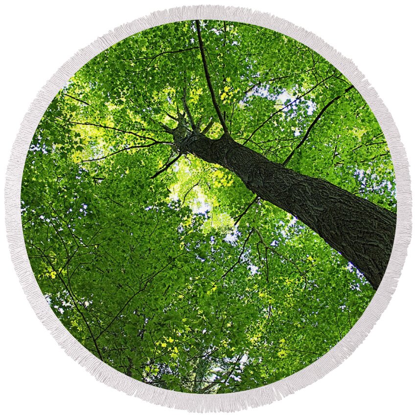 Tree Round Beach Towel featuring the photograph Green Maple Canopy by Barbara McMahon