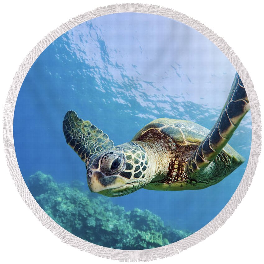 Animal Round Beach Towel featuring the photograph Green Sea Turtle - Maui by M Swiet Productions