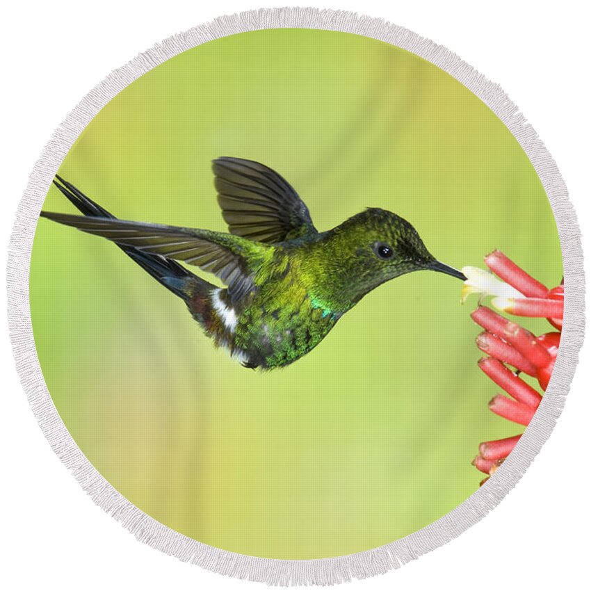 Animal Round Beach Towel featuring the photograph Green Thorntail Hummingbird by Anthony Mercieca