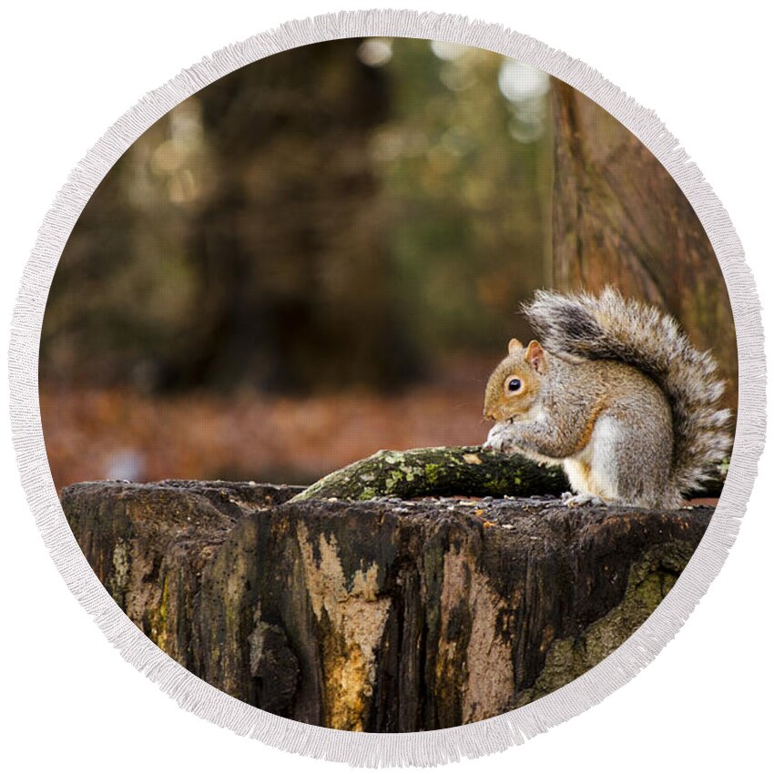 Squirrel Round Beach Towel featuring the photograph Grey Squirrel on a Stump by Spikey Mouse Photography