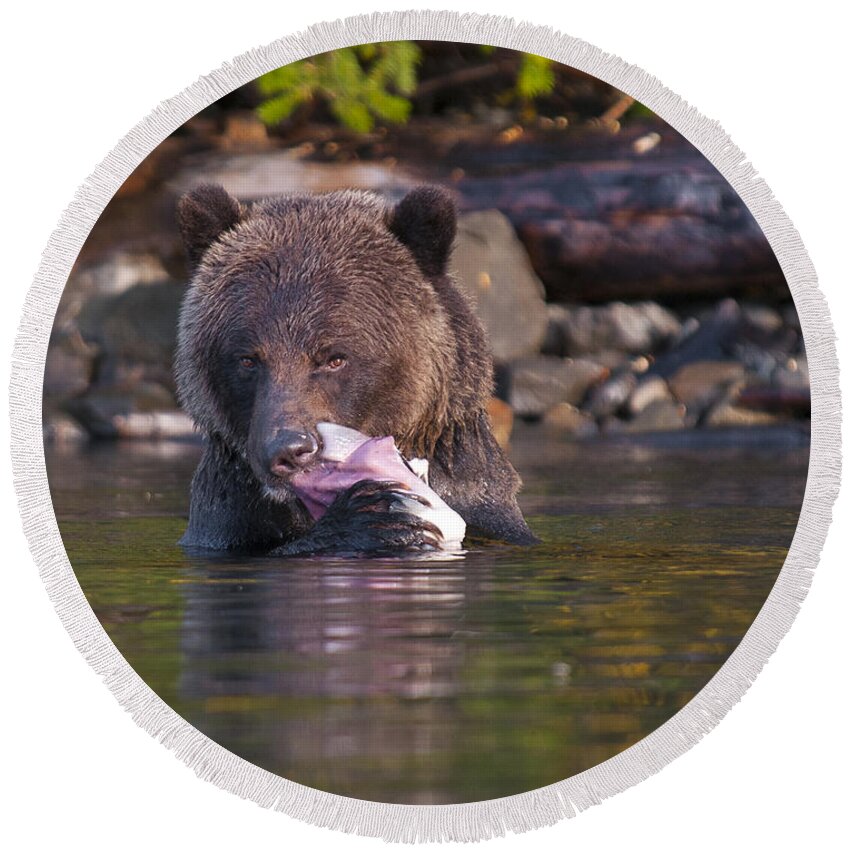 Grizzly Round Beach Towel featuring the photograph Grizzly and Salmon by Bill Cubitt