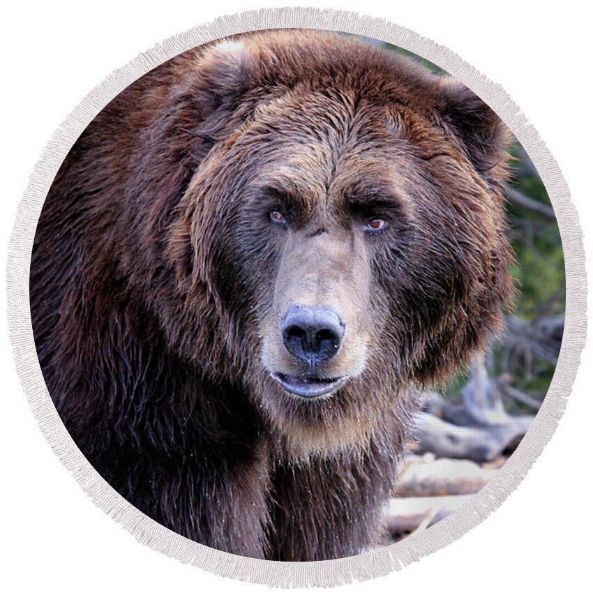 Grizzly Round Beach Towel featuring the photograph Grizzly by Athena Mckinzie