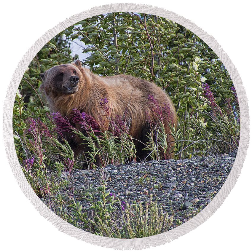 Grizzly Round Beach Towel featuring the photograph Grizzly by David Gleeson