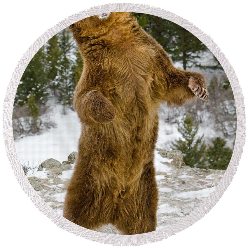 Grizzly Bear Round Beach Towel featuring the photograph Grizzly Standing by Jerry Fornarotto