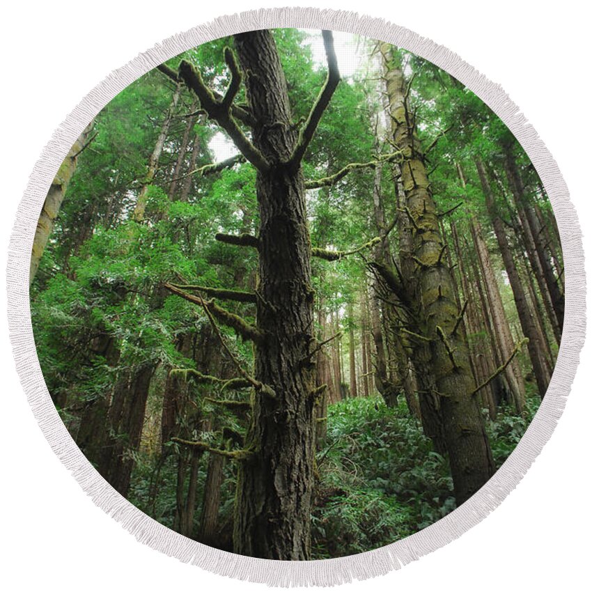 Mendocino County Round Beach Towel featuring the photograph Groovin With The Redwoods by Donna Blackhall