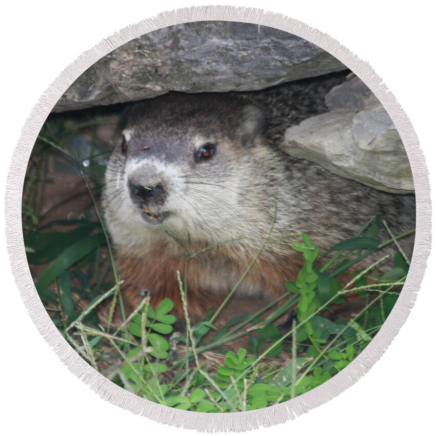 Groundhog Hiding In His Cave Round Beach Towel featuring the photograph Groundhog Hiding In His Cave by John Telfer