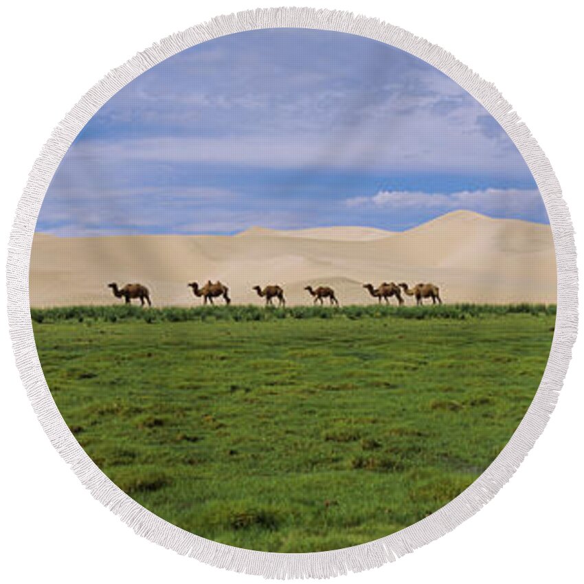 Photography Round Beach Towel featuring the photograph Group Of Camels On A Grass Field by Animal Images