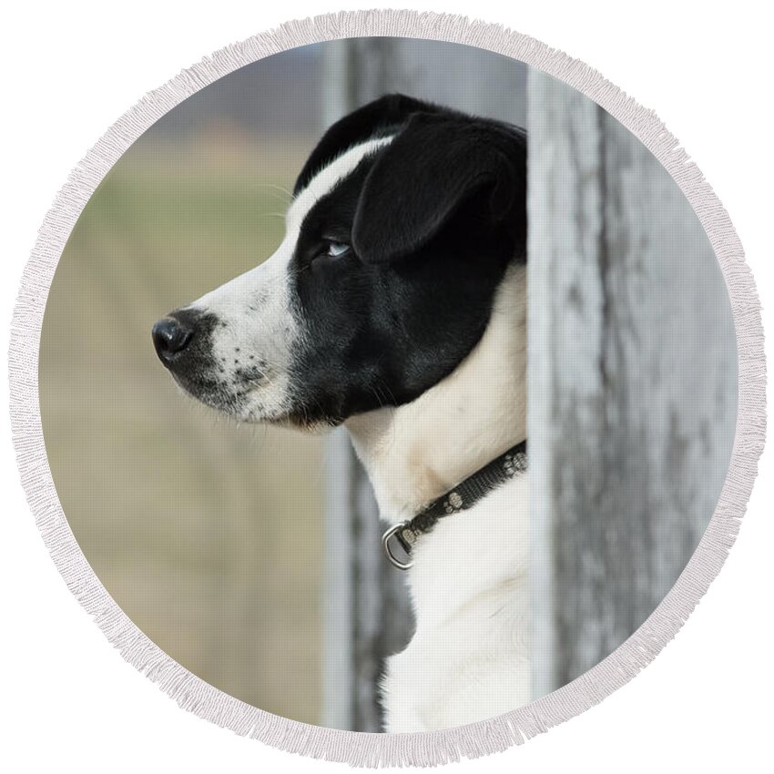 Pet Round Beach Towel featuring the photograph Guard Dog by Holden The Moment