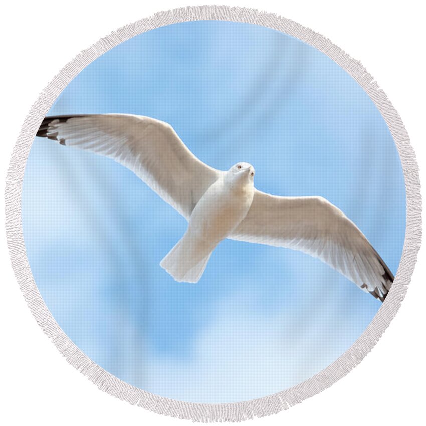 Gull Round Beach Towel featuring the photograph Gull in the Clouds by Holden The Moment
