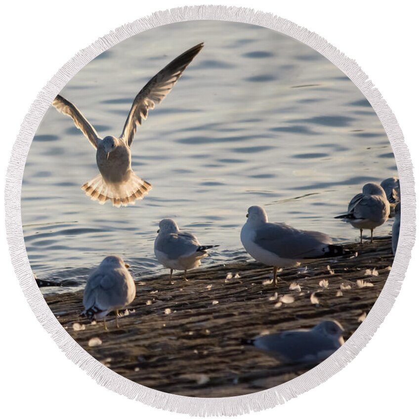 Gull Round Beach Towel featuring the photograph Gull Landing in Marietta by Holden The Moment