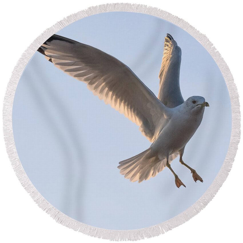 Gull Round Beach Towel featuring the photograph Gull Ready to Land by Holden The Moment