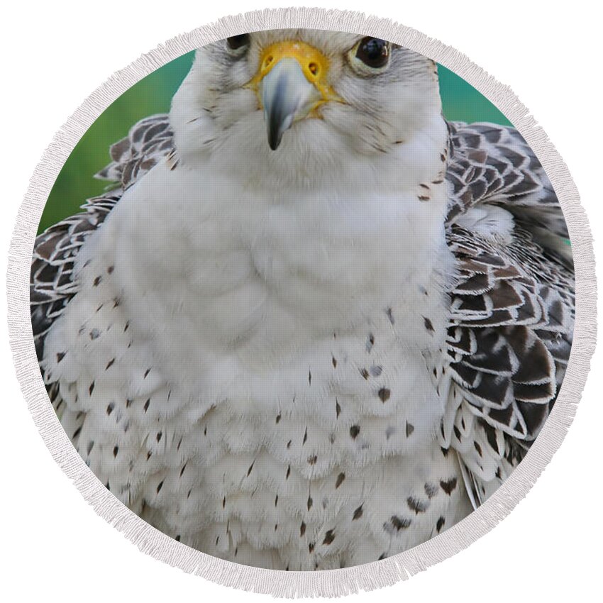 Gyrfalcon Round Beach Towel featuring the photograph Gyrfalcon by Deborah Benoit