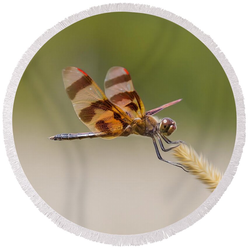 Celithemis Eponina Round Beach Towel featuring the photograph Halloween Pennant Dragonfly by Bill and Linda Tiepelman