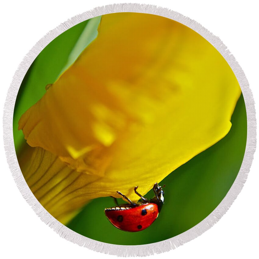 Ladybug Round Beach Towel featuring the photograph Hang On by Bill Owen