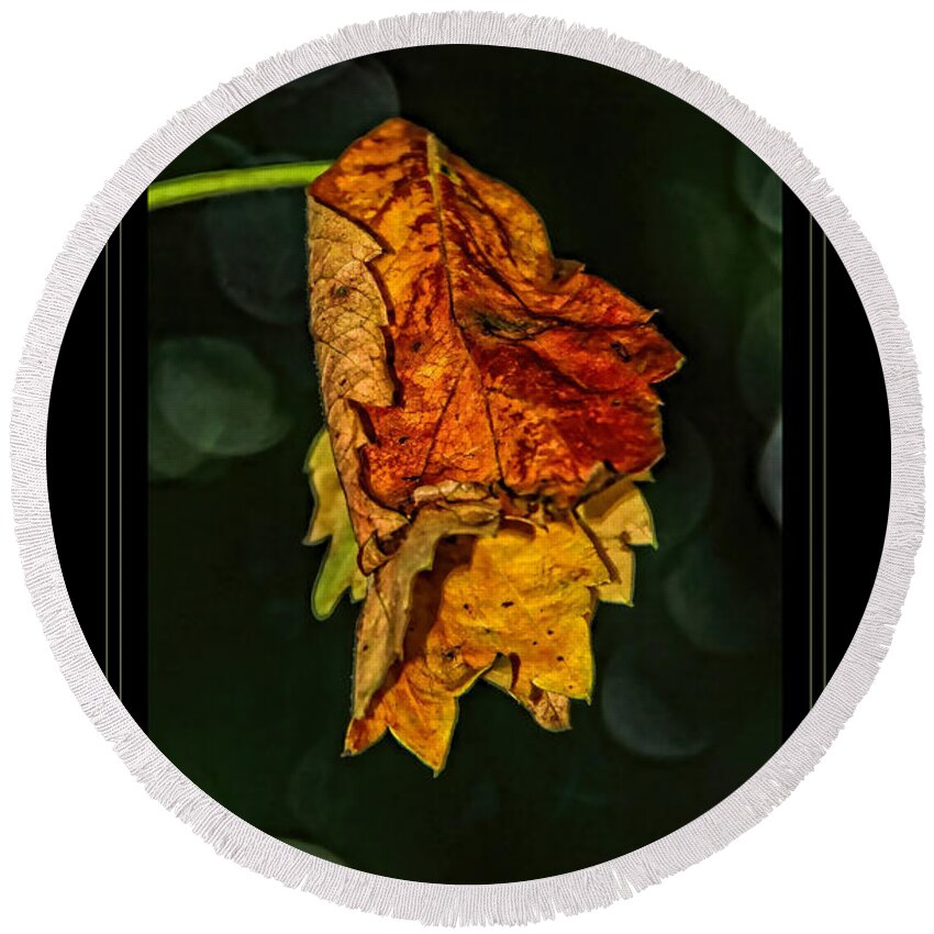 Fall Leaves Photograph Round Beach Towel featuring the photograph Hanging Gold framed by Lucy VanSwearingen