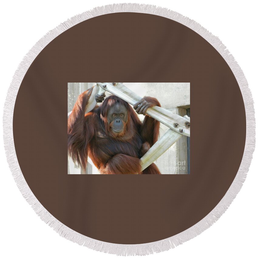 Hanging Out - Melati The Orangutan Round Beach Towel featuring the photograph Hanging Out - Melati the Orangutan by Emmy Vickers
