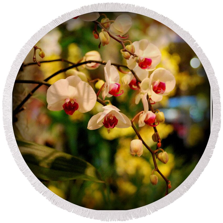 Orchid Round Beach Towel featuring the photograph Hanging White Orchids by Nancy Mueller