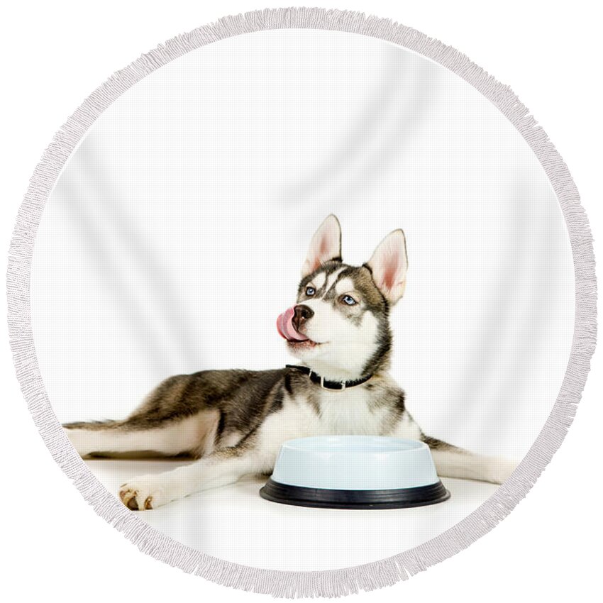 Animal Round Beach Towel featuring the photograph Happy puppy by Alexey Stiop