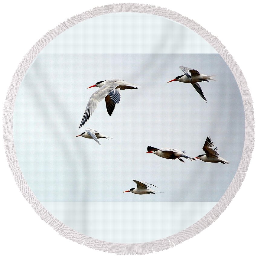 Birds Round Beach Towel featuring the photograph Harmony in Flight by AJ Schibig