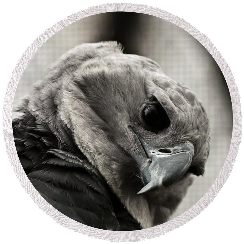 Harpy Round Beach Towel featuring the photograph Harpy Eagle Closeup by Jess Kraft