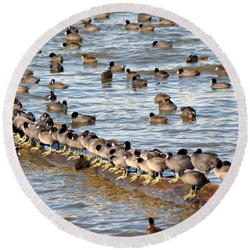 Ducks Round Beach Towel featuring the photograph Having Your Ducks in a Row  American Coots by Peggy Franz