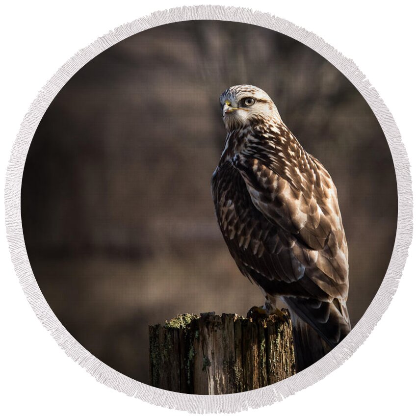 Rough-legged Hawk Round Beach Towel featuring the photograph Hawk On A Post by Randy Hall