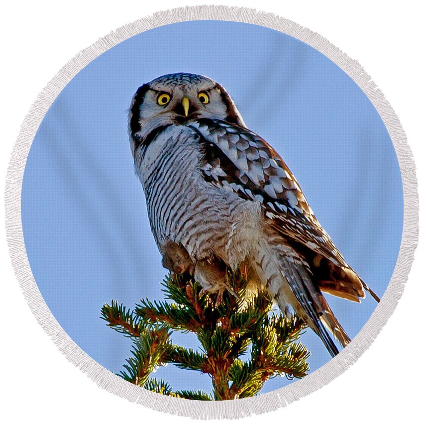 Hawk Owl Square Round Beach Towel featuring the photograph Hawk Owl square by Torbjorn Swenelius