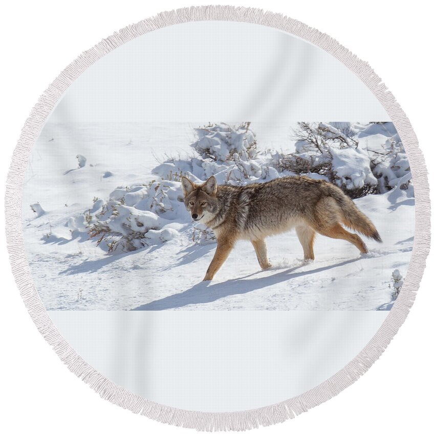 Wildlife Round Beach Towel featuring the photograph Headed Home by Kevin Dietrich