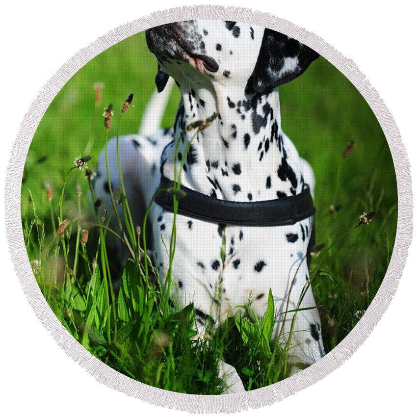 Dalmation Round Beach Towel featuring the photograph Heads Up. Kokkie. Dalmation Dog by Jenny Rainbow