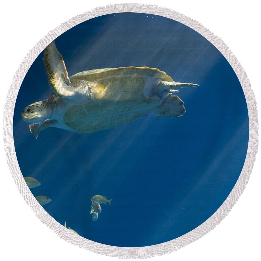 Sea Round Beach Towel featuring the photograph Heavenly Turtle by Louise Magno