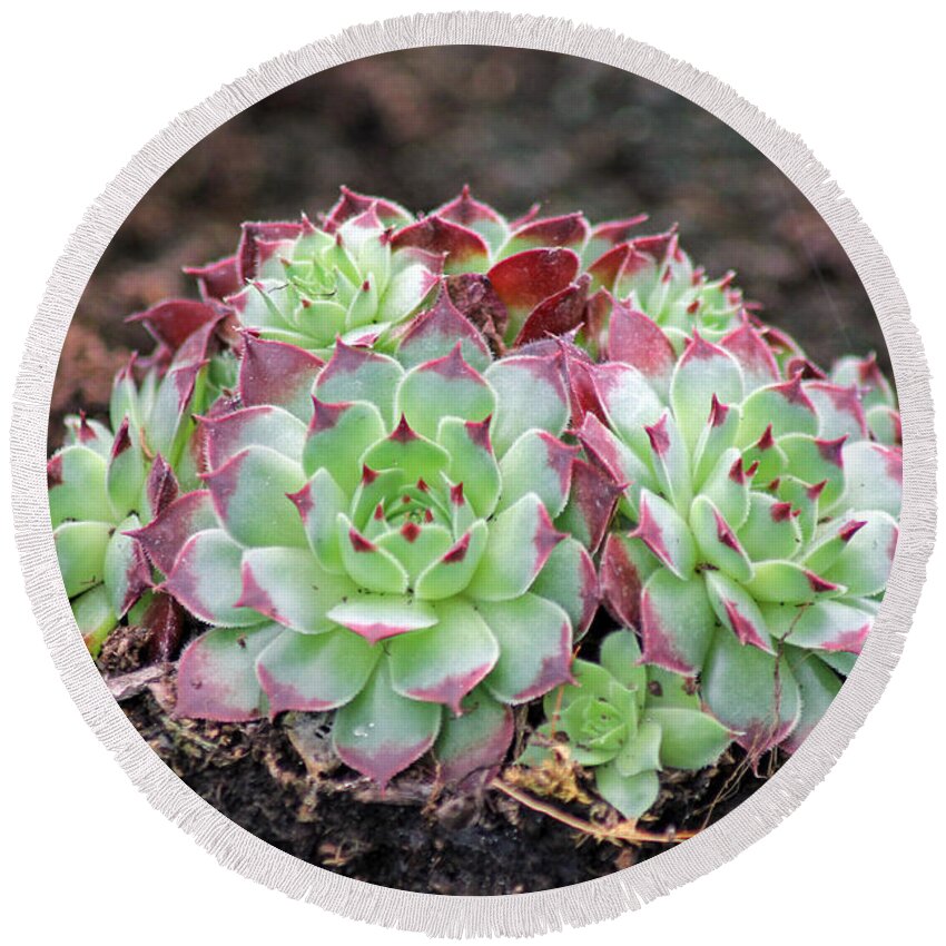 Succulents Round Beach Towel featuring the photograph Hen and Chicks by Tony Murtagh