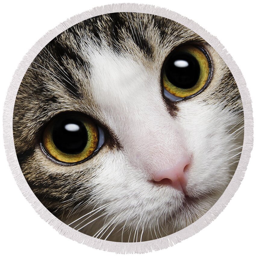 Acat Round Beach Towel featuring the photograph Here Kitty Kitty Close Up by Andee Design