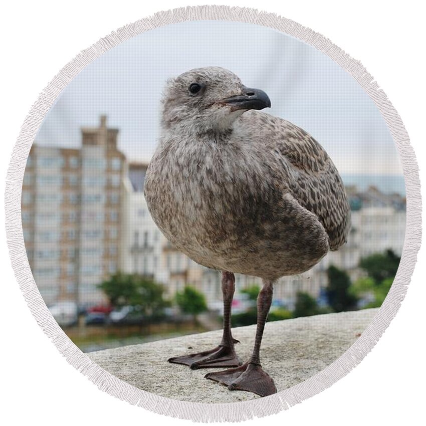 European Round Beach Towel featuring the photograph Herring Gull chick by David Fowler