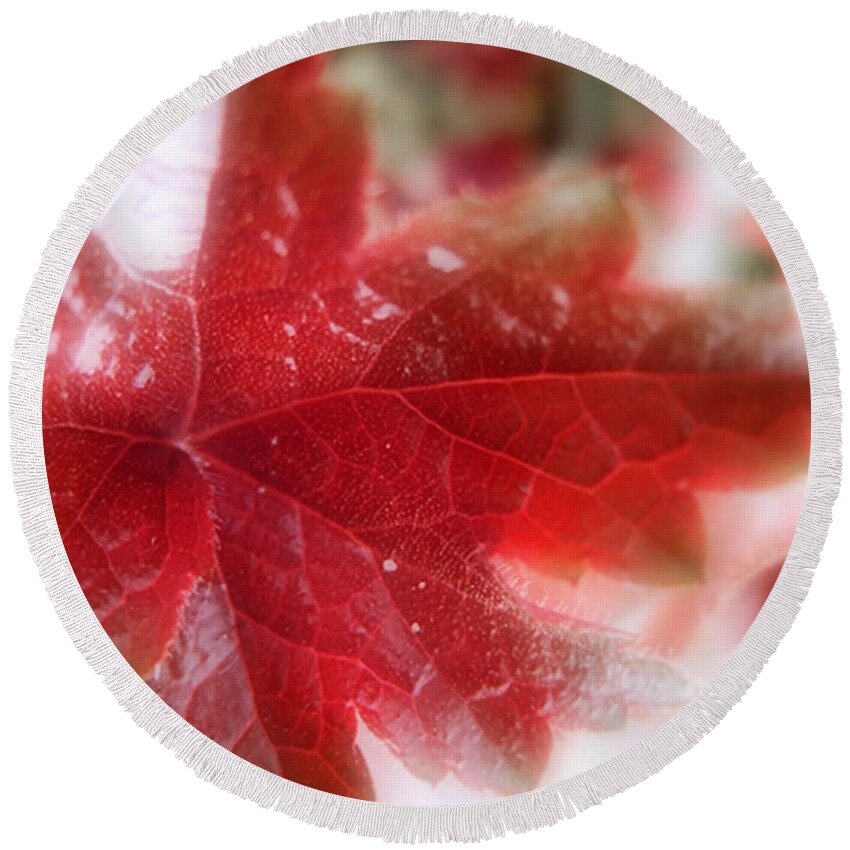 Herchera Round Beach Towel featuring the photograph Back Lit Beauty Red Leaf by Louise Kumpf