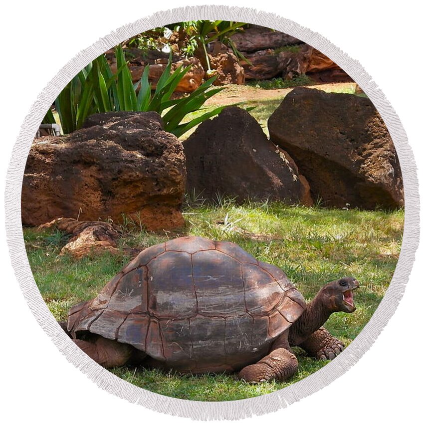 Galapagos Turtle Round Beach Towel featuring the photograph Hey - What About Me by Michele Myers