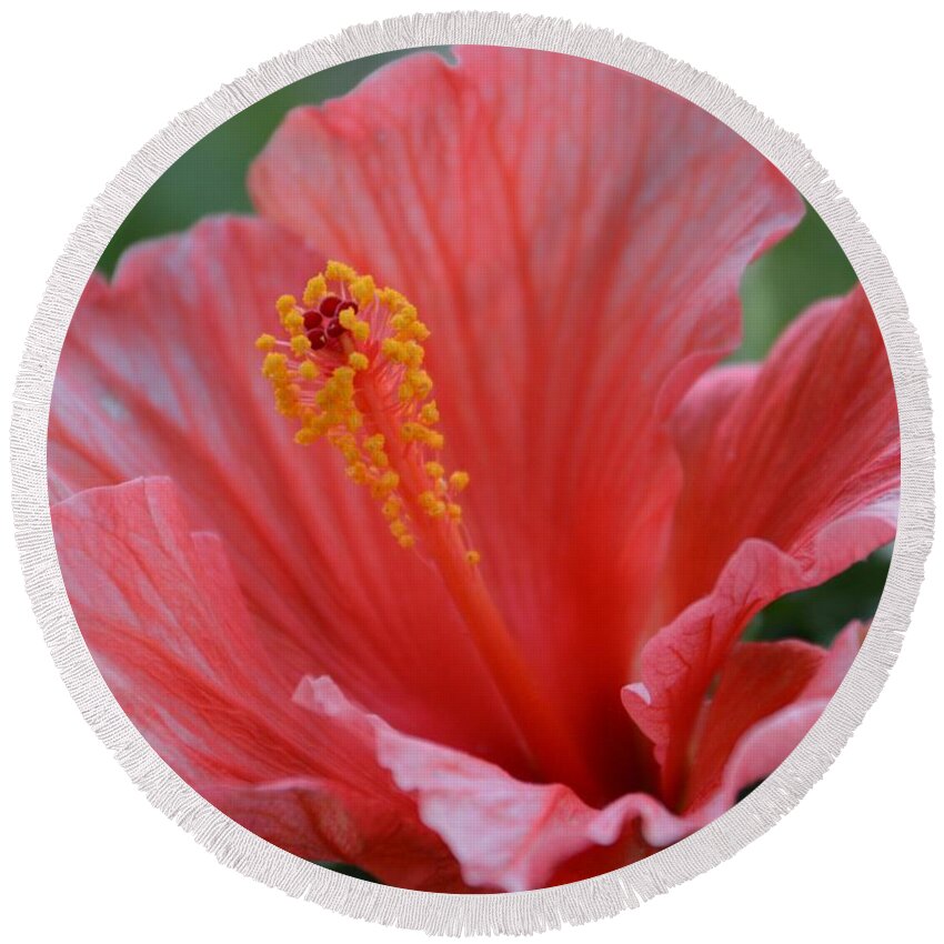 Hibiscus Round Beach Towel featuring the photograph Hibiscus Beauty by Linda Bailey