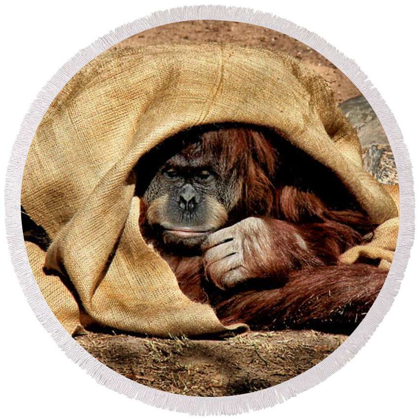 Orangutan Round Beach Towel featuring the photograph Hiding In Plain Sight by Lucy VanSwearingen