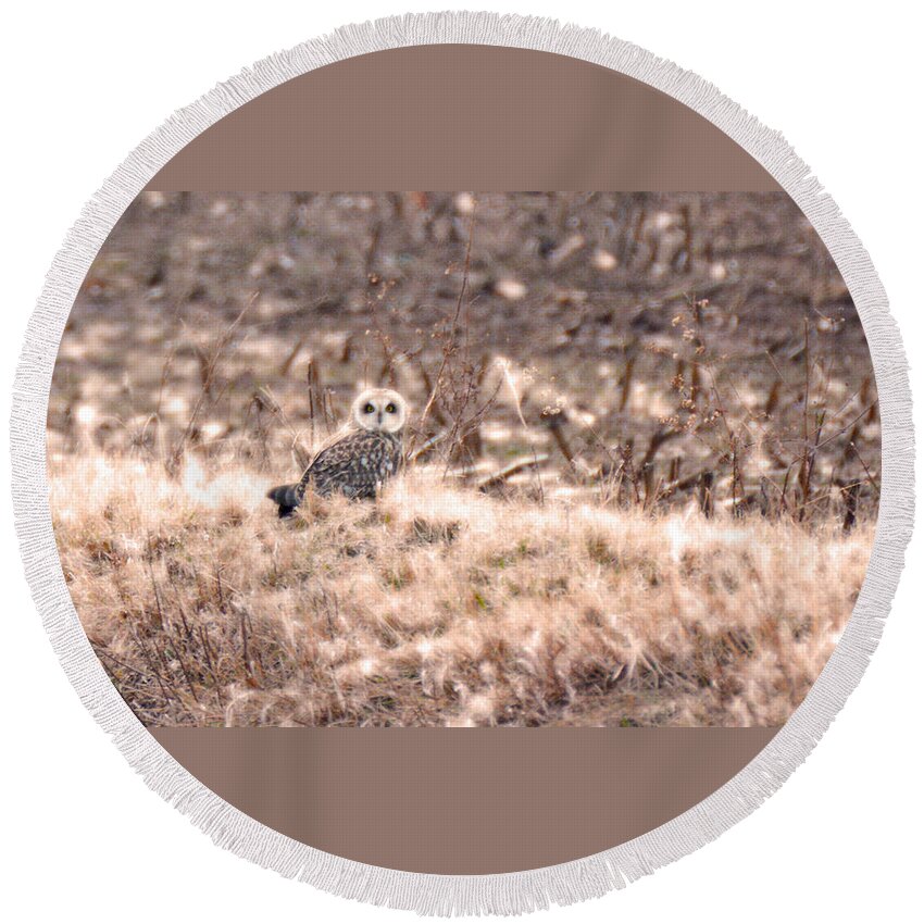 Short-eared Owl Round Beach Towel featuring the photograph Hiding in plain sight by Tracy Winter